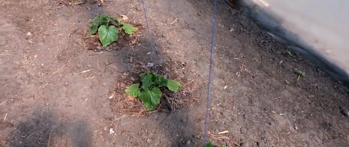 3 opcions per plantar cogombres en un hivernacle per a la productivitat durant tota la temporada