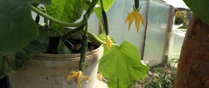3 options for planting cucumbers in a greenhouse for productivity throughout the season