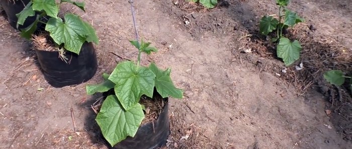 3 options for planting cucumbers in a greenhouse for productivity throughout the season