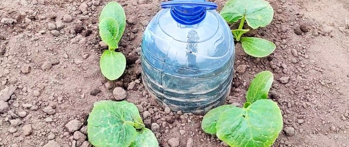 L'irrigazione a goccia più semplice da una bottiglia di plastica per un raccolto abbondante