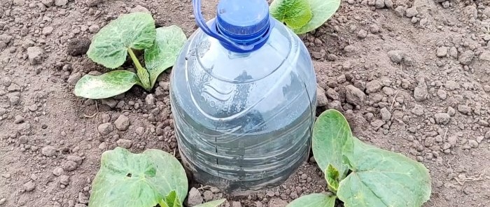 Ang pinakasimpleng drip irrigation mula sa isang plastic bottle para sa isang malakas na ani