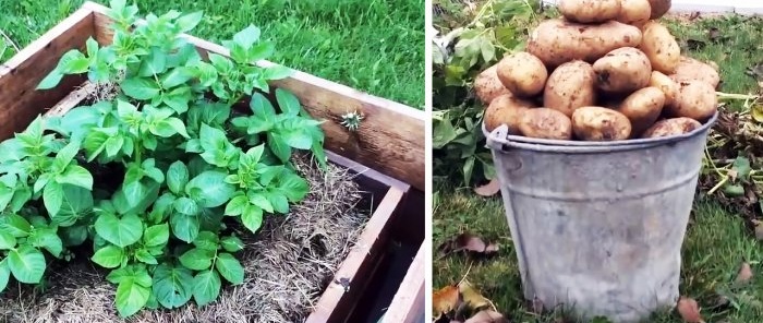How to plant potatoes in boxes and collect a bucket from a bush