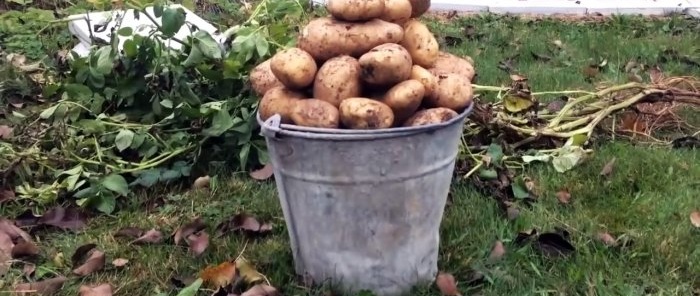 Ako zasadiť zemiaky do škatúľ a zbierať vedro z kríka