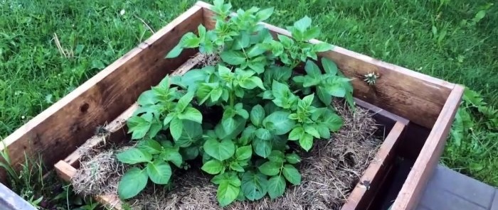 Hvordan plante poteter i bokser og samle en bøtte fra en busk