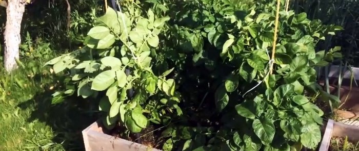Cómo plantar patatas en cajas y recoger un cubo de un arbusto.