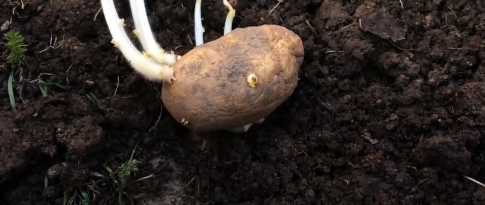 Hoe je aardappelen in dozen plant en een emmer uit een struik haalt