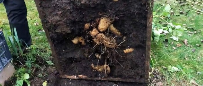 Како посадити кромпир у кутије и сакупити канту из грма