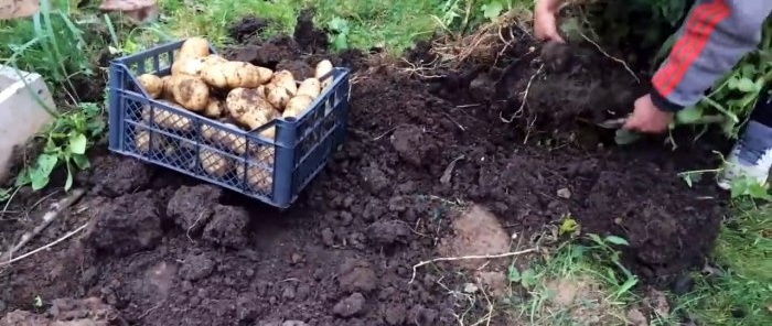 Hur man planterar potatis i lådor och samlar en hink från en buske