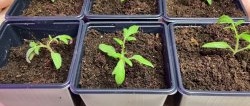 Hvordan få røttene til tomatfrøplanter til å vokse etter plukking