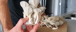 How to grow oyster mushrooms at home without buying mycelium