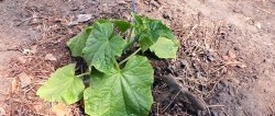 3 opções para plantar pepinos em estufa para produtividade durante toda a temporada