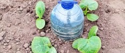 The simplest drip irrigation from a plastic bottle for a strong harvest