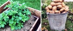 Jak sadzić ziemniaki w skrzynkach i zbierać wiadro z krzaka