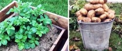 How to plant potatoes in boxes and collect a bucket from a bush