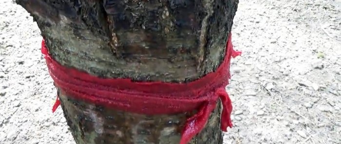 Un método económico y seguro para controlar hormigas y pulgones en los árboles