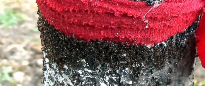 Een goedkope en veilige methode om mieren en bladluizen op bomen te bestrijden