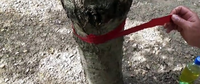 Une méthode peu coûteuse et sûre pour lutter contre les fourmis et les pucerons sur les arbres
