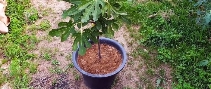 Una curiosa forma de enraizar plántulas de ramas en agua