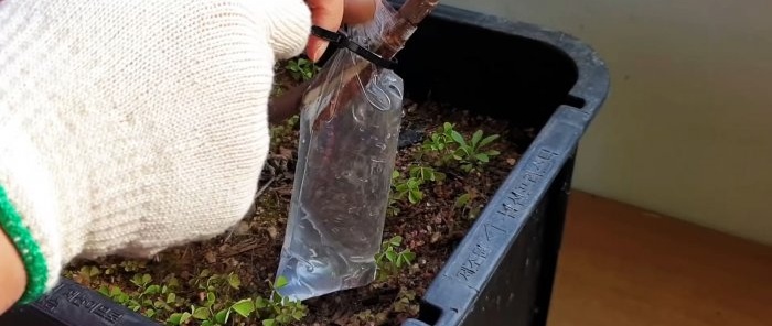 Un modo curioso per radicare le piantine dai rami nell'acqua
