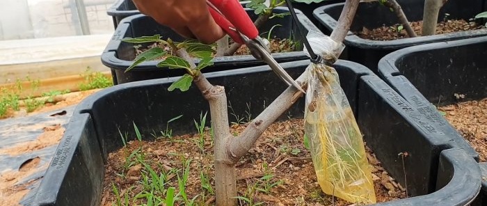 A curious way to root seedlings from branches in water