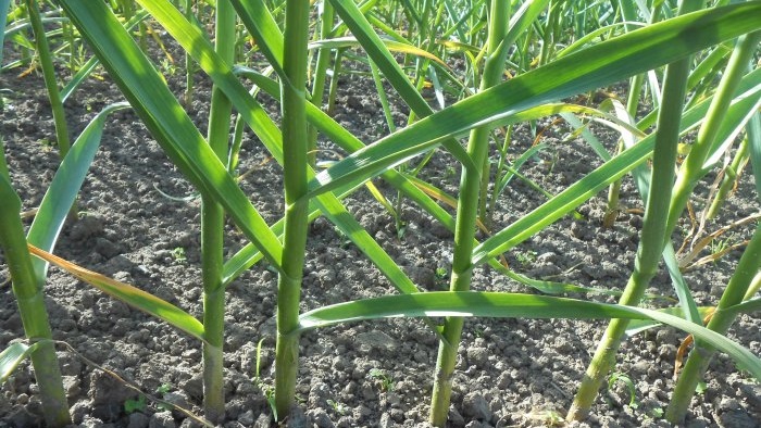 Knoflook bemesten in mei voor een grote oogst Fermenteren om de microbiologische situatie in de bodem te verbeteren