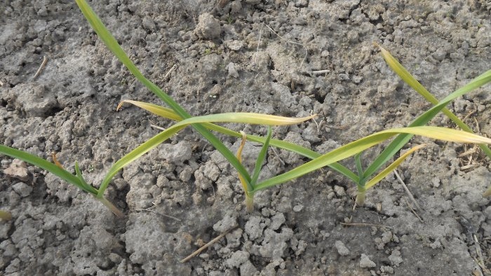Gødskning af hvidløg i maj til en stor høst Fermenter for at forbedre den mikrobiologiske situation i jorden