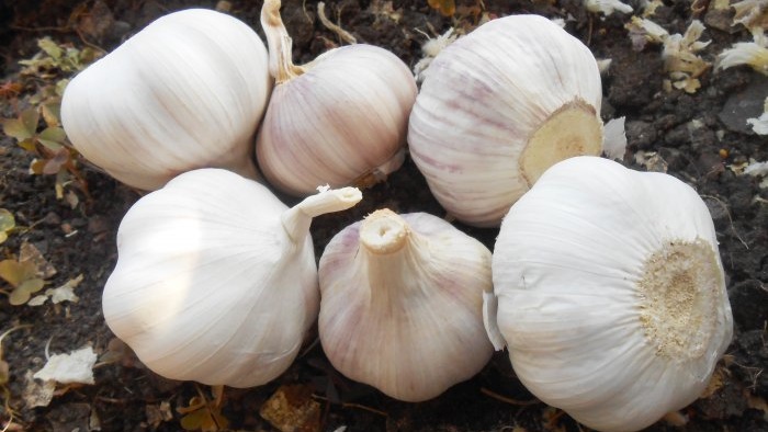 Fertilizar el ajo en mayo para una gran cosecha Fermentar para mejorar la situación microbiológica del suelo