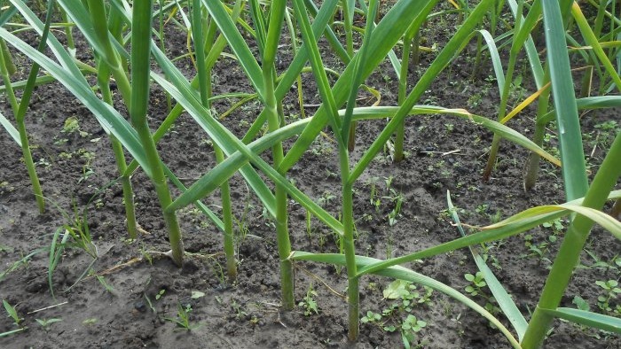 Торене на чесън през май за голяма реколта Фермент за подобряване на микробиологичната ситуация в почвата