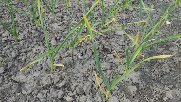 Торене на чесън през май за голяма реколта Фермент за подобряване на микробиологичната ситуация в почвата