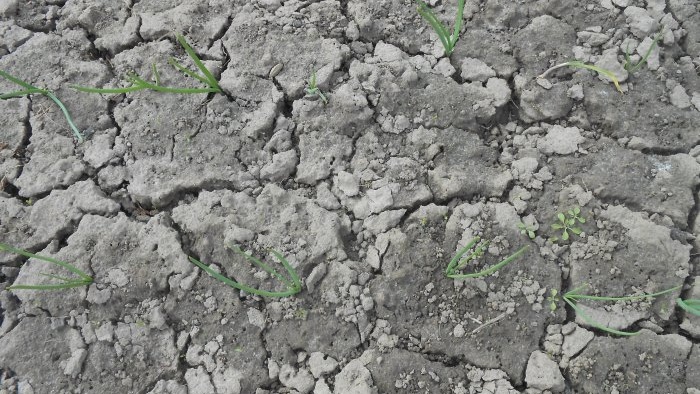 Nawożenie czosnku w maju na duże zbiory Ferment poprawiający sytuację mikrobiologiczną w glebie
