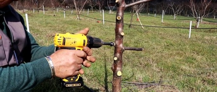 Enxertando árvores com uma chave de fenda
