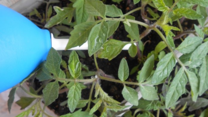 Jästlösning för engångsmatning av tomatplantor