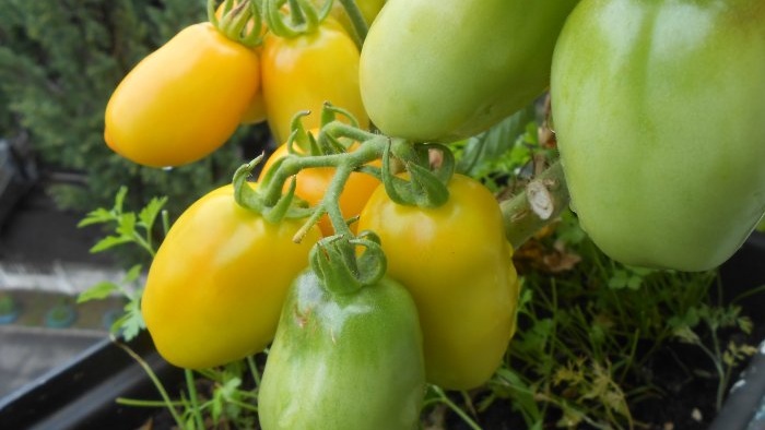Yeast solution for one-time feeding of tomato seedlings