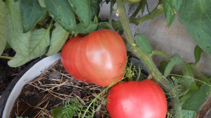 Jästlösning för engångsmatning av tomatplantor