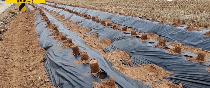 Jauns veids, kā audzēt kartupeļus bez ravēšanas un nokalšanas