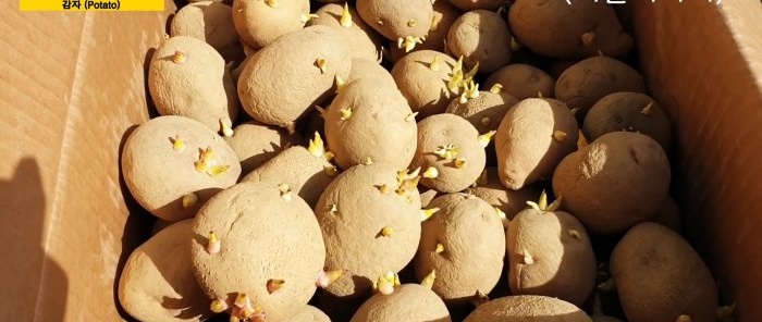 A new way to grow potatoes without weeding and hilling