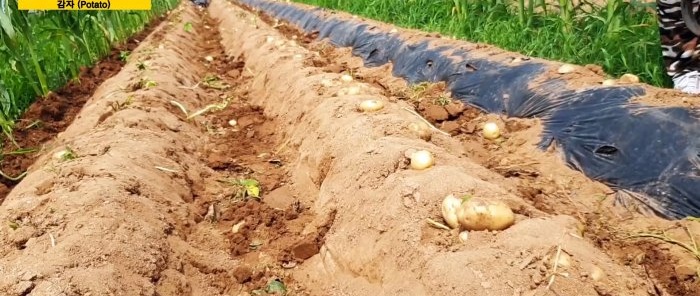 Jauns veids, kā audzēt kartupeļus bez ravēšanas un nokalšanas
