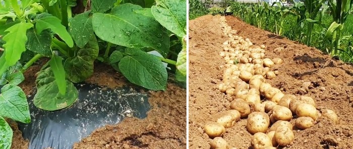 A new way to grow potatoes without weeding and hilling