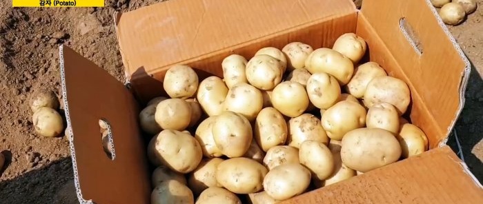 Cara baru untuk menanam kentang tanpa merumput dan membukit