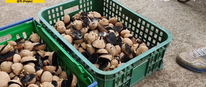 A new way to grow potatoes without weeding and hilling