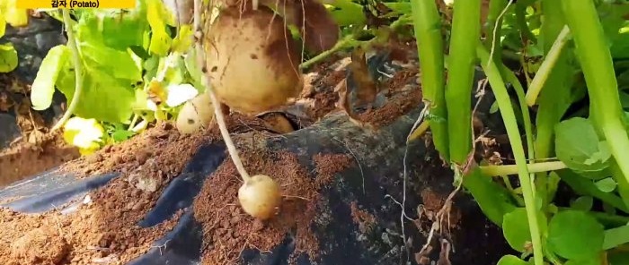 Eine neue Art, Kartoffeln anzubauen, ohne Unkraut zu jäten und zu hacken