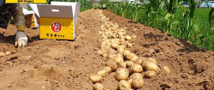 Một cách mới để trồng khoai tây mà không cần làm cỏ và làm đất