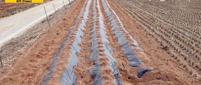 Une nouvelle façon de cultiver des pommes de terre sans désherbage ni buttage