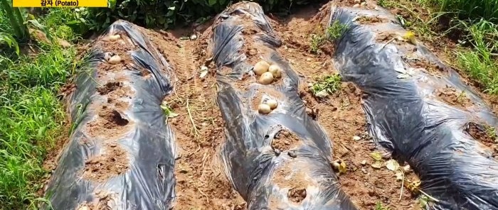 A new way to grow potatoes without weeding and hilling