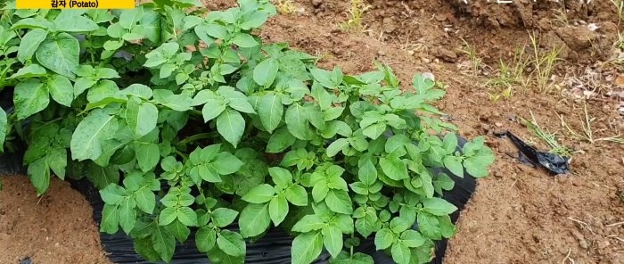 Nový spôsob pestovania zemiakov bez odstraňovania buriny a kopcovitosti