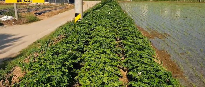 A new way to grow potatoes without weeding and hilling