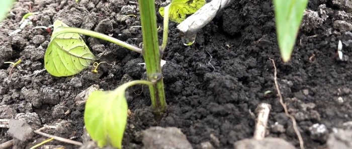 Drip irrigation system para sa 30 araw mula sa isang plastic bottle