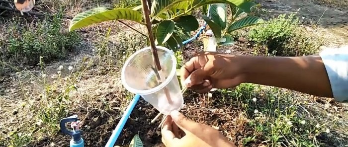 Ett nytt sätt att snabbt få plantor från vilket träd som helst