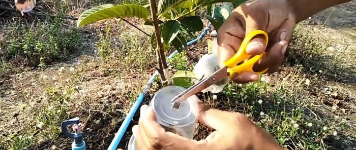 Un nuovo modo per ottenere rapidamente piantine da qualsiasi albero