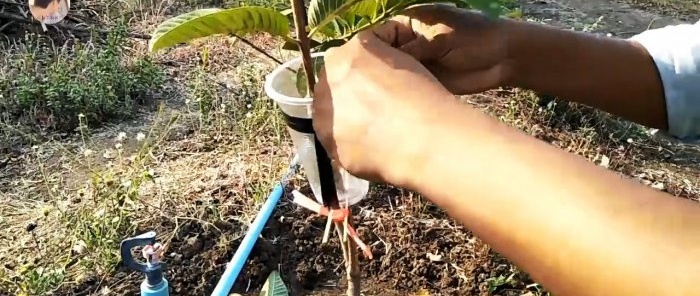 Novi način brzog dobivanja sadnica s bilo kojeg stabla